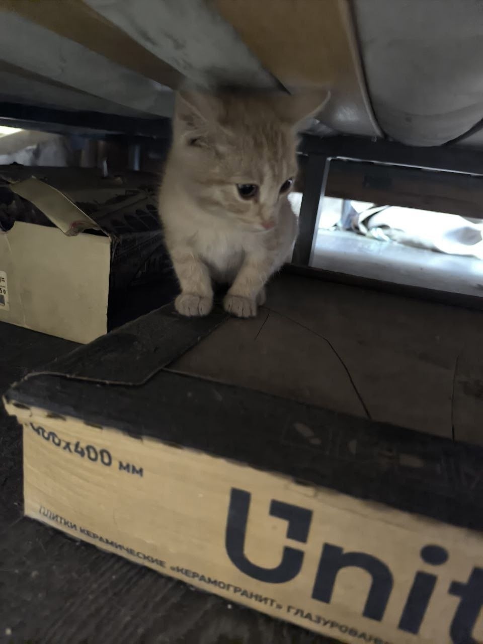 Найдена кошка в Красноярске — фото объявления