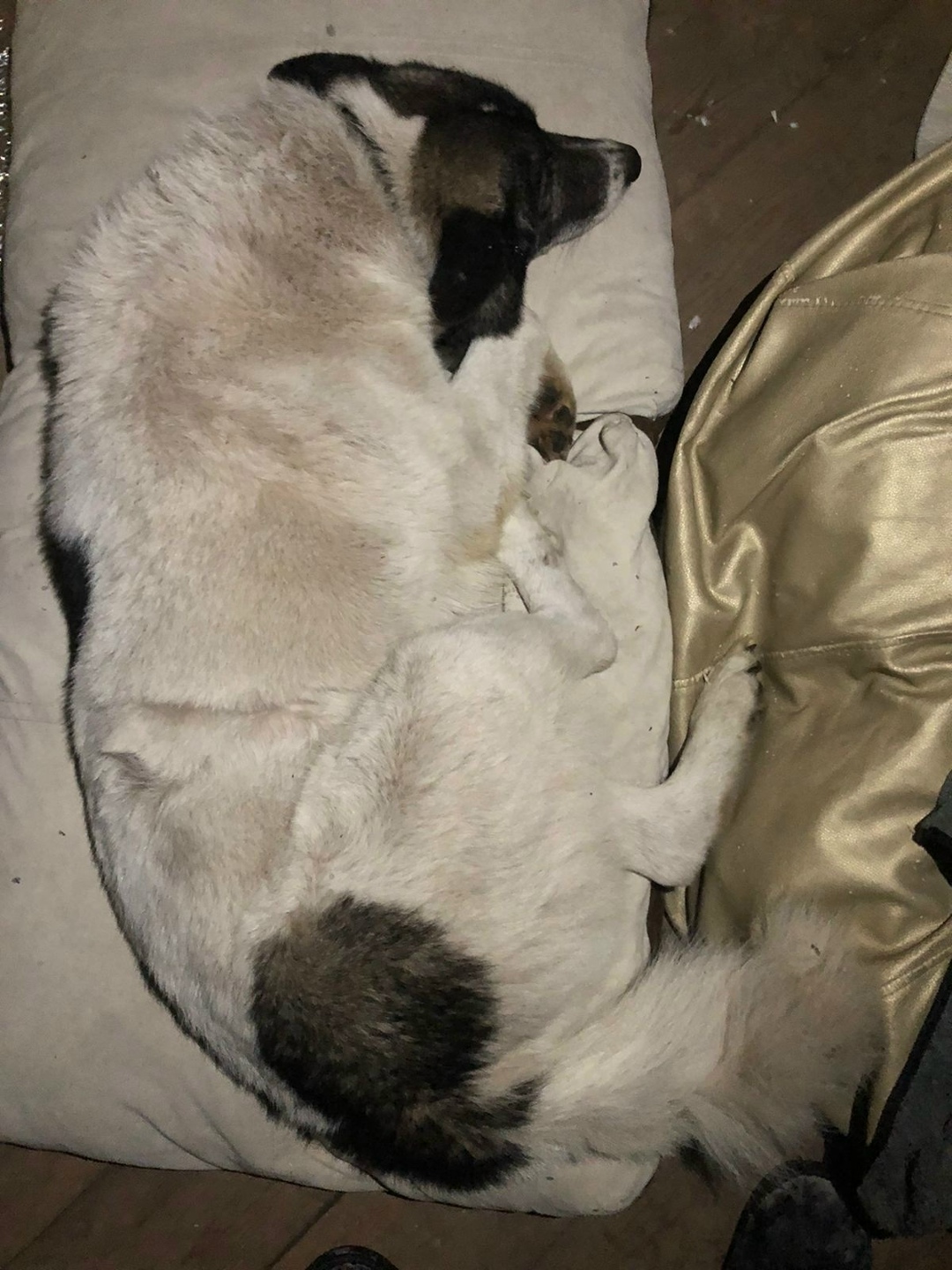 Найдена собака в Красноярске — фото объявления