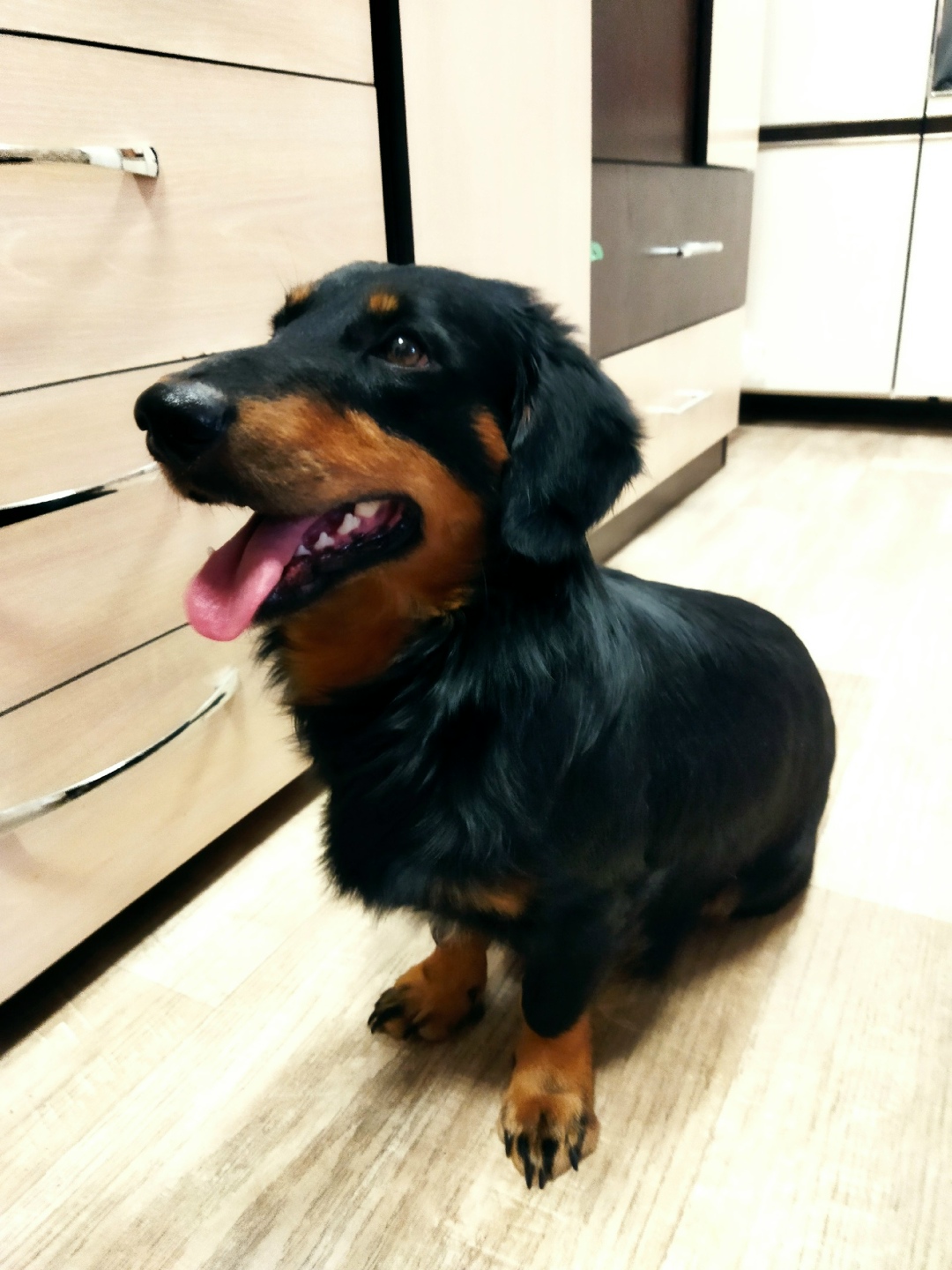 Найдена собака в Красноярске — фото объявления