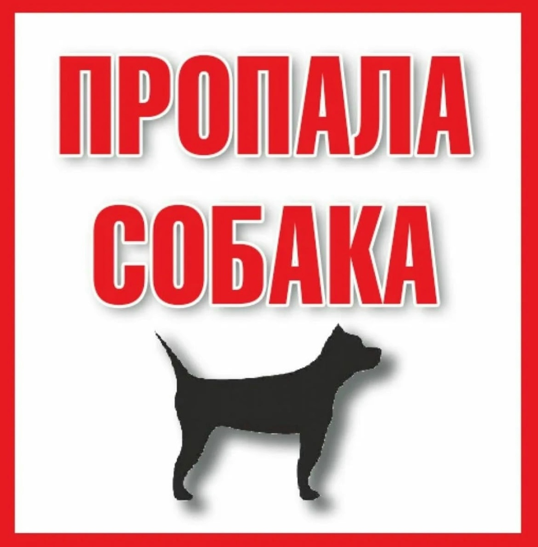 Найдена собака в Красноярске — фото объявления