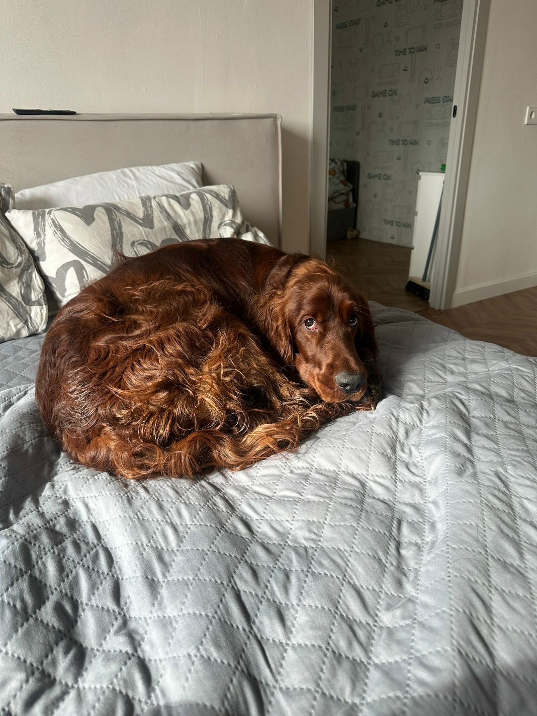 Найдена собака в Красноярске — фото объявления