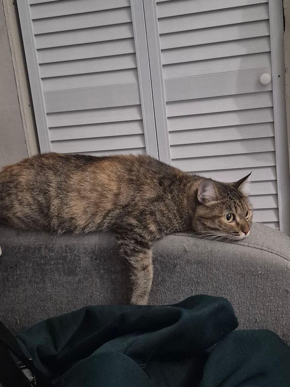 Пропала кошка в Красноярске — фото объявления