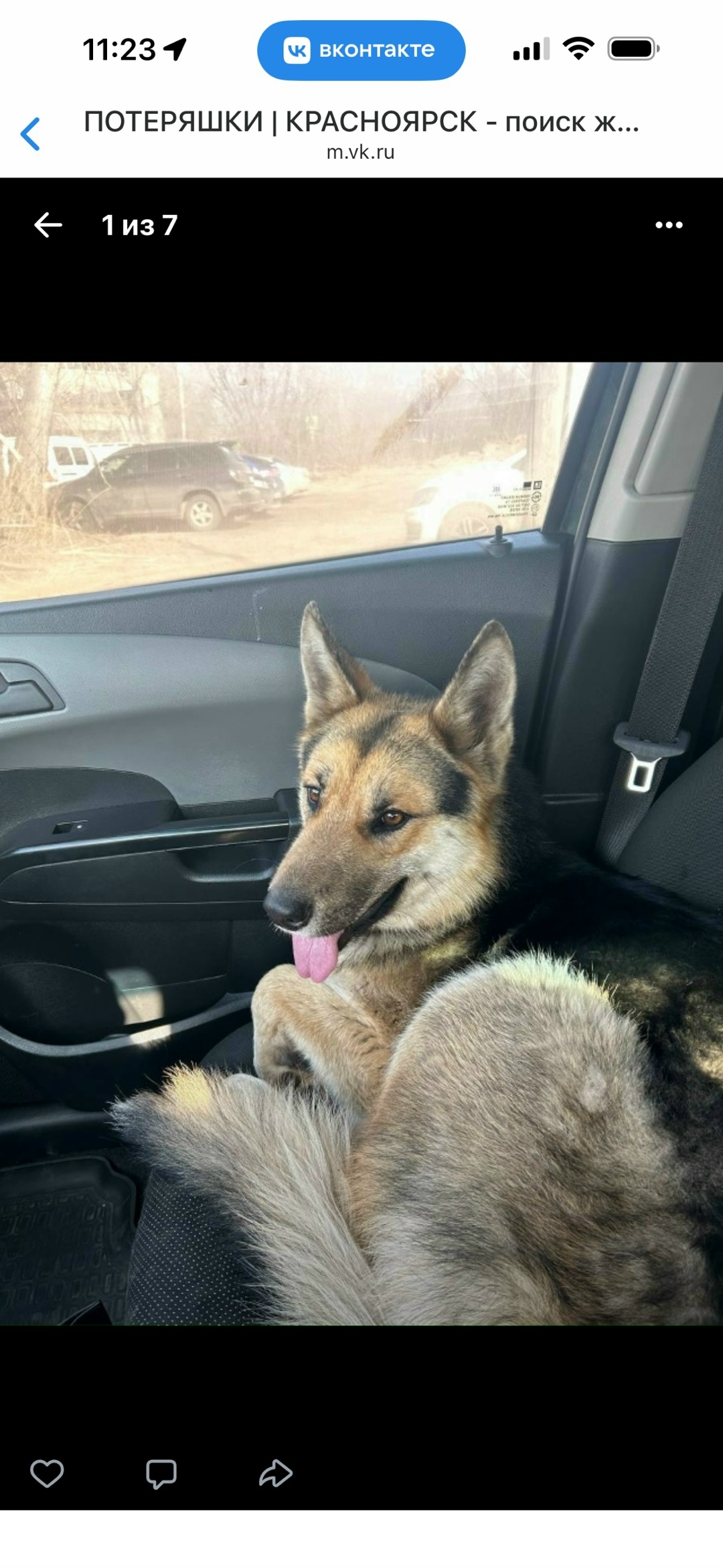 Найдена собака в Красноярске — фото объявления