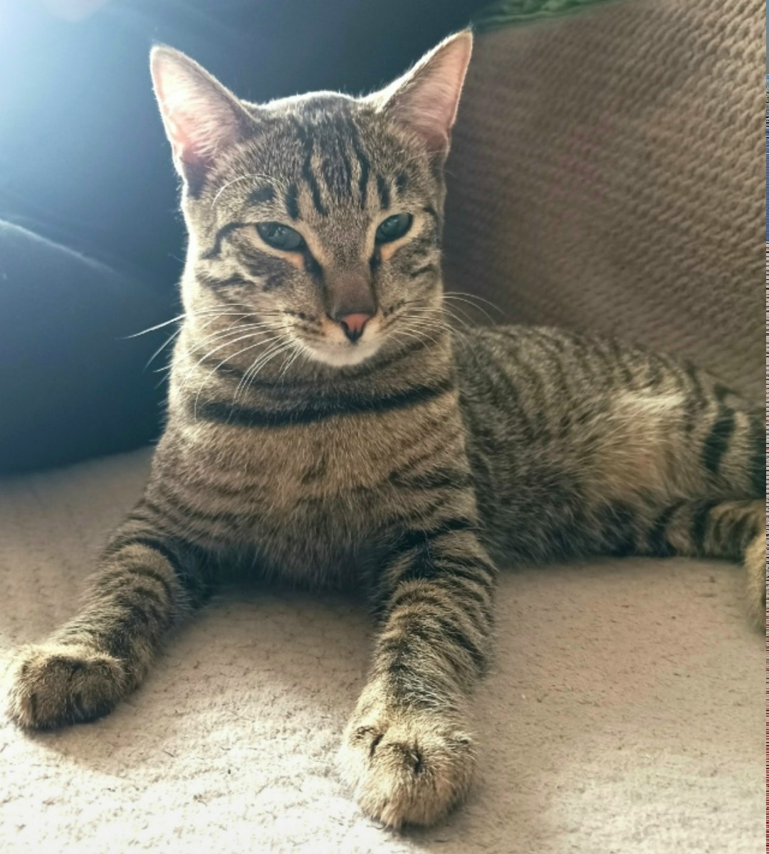 Найдена кошка в Красноярске — фото объявления