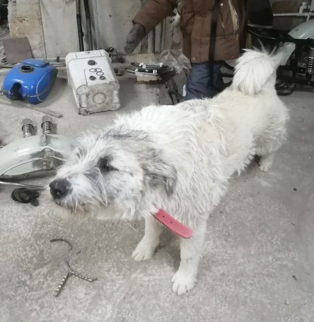 Пропала собака в Красноярске — фото объявления