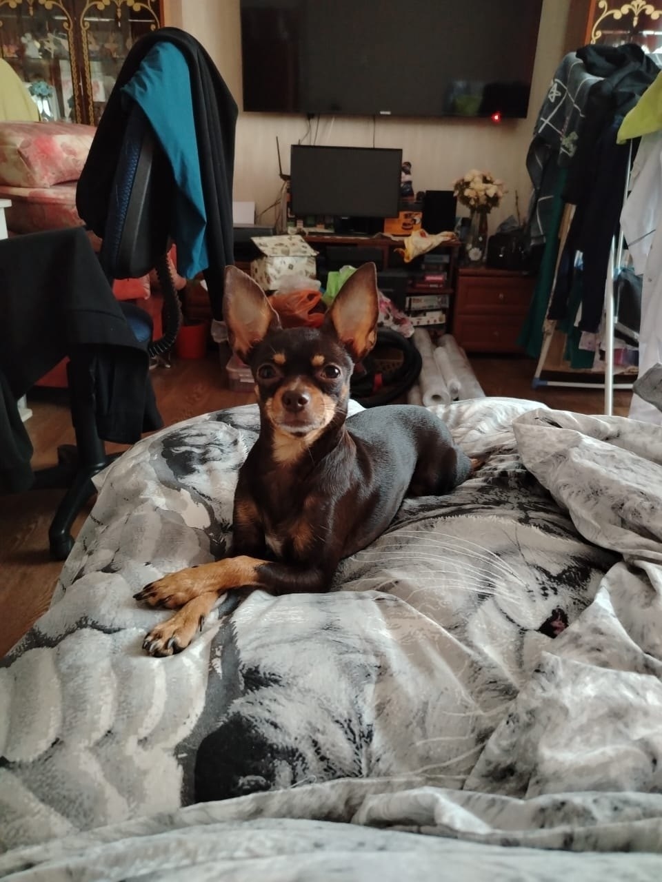 Пропала собака в Красноярске — фото объявления