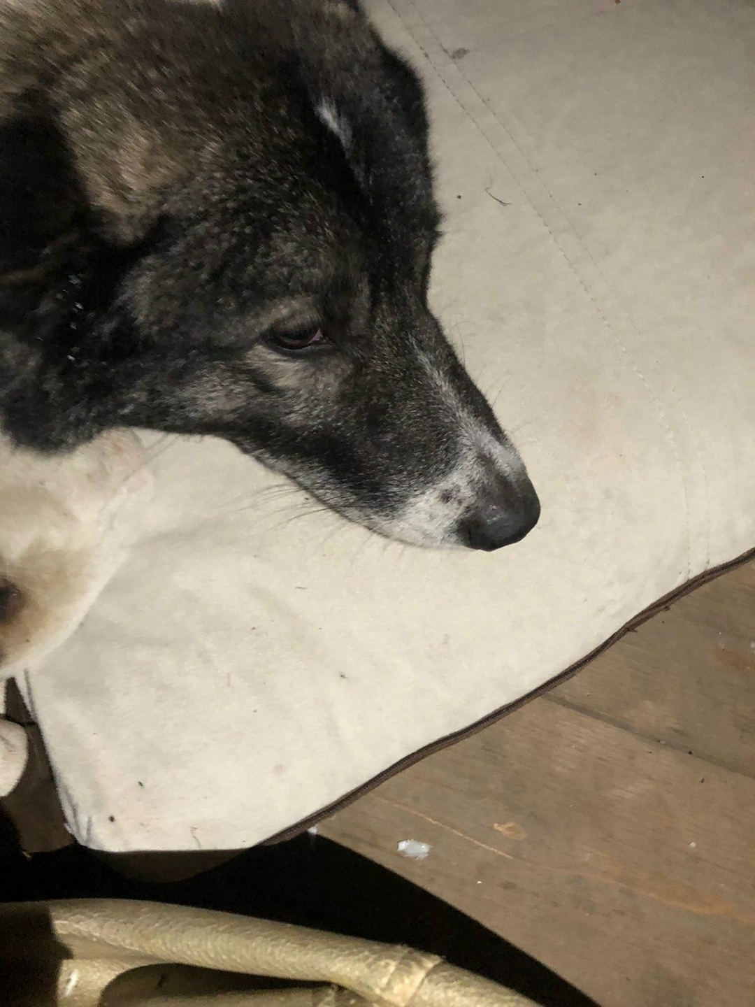 Найдена собака в Красноярске — фото объявления