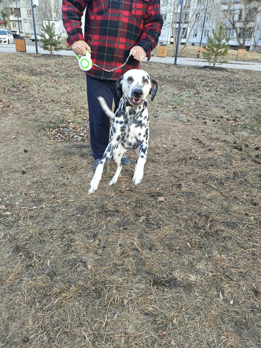 Найдена собака в Красноярске — фото объявления