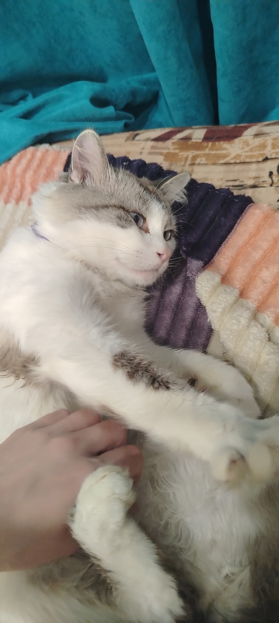 Найдена кошка в Красноярске — фото объявления