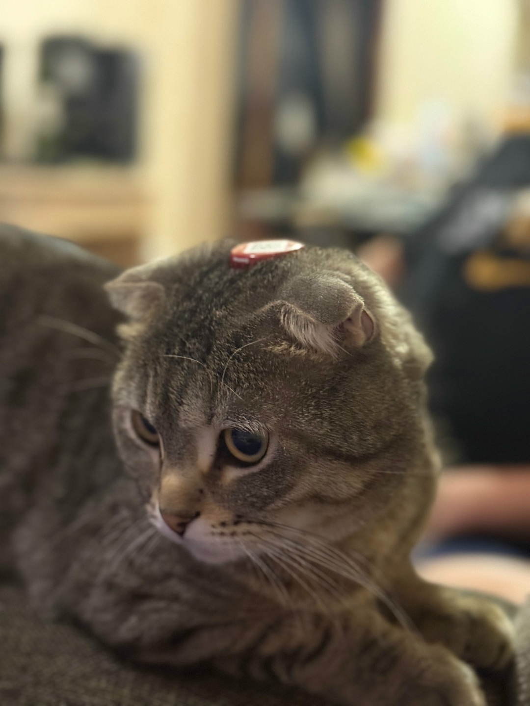 Пропала кошка в Красноярске — фото объявления