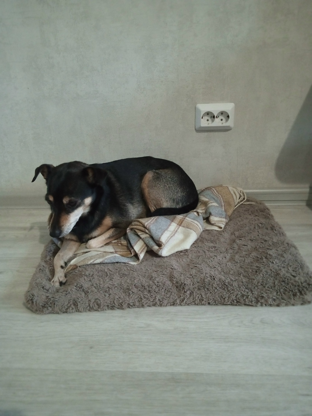 Пропала собака в Красноярске — фото объявления