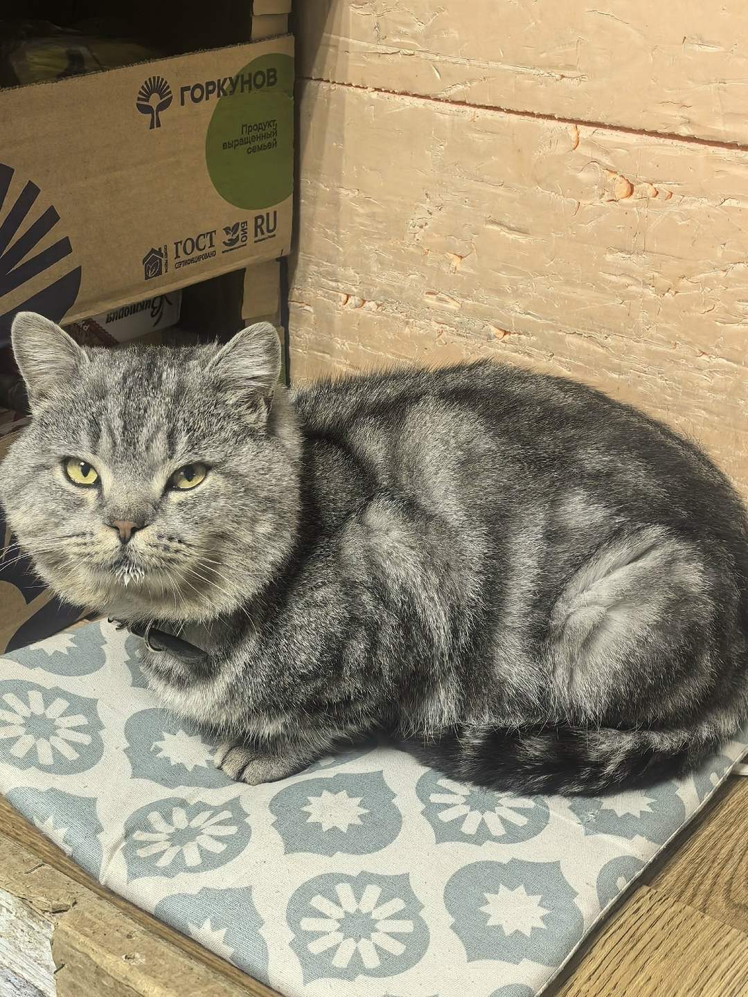 Найдена кошка в Красноярске — фото объявления