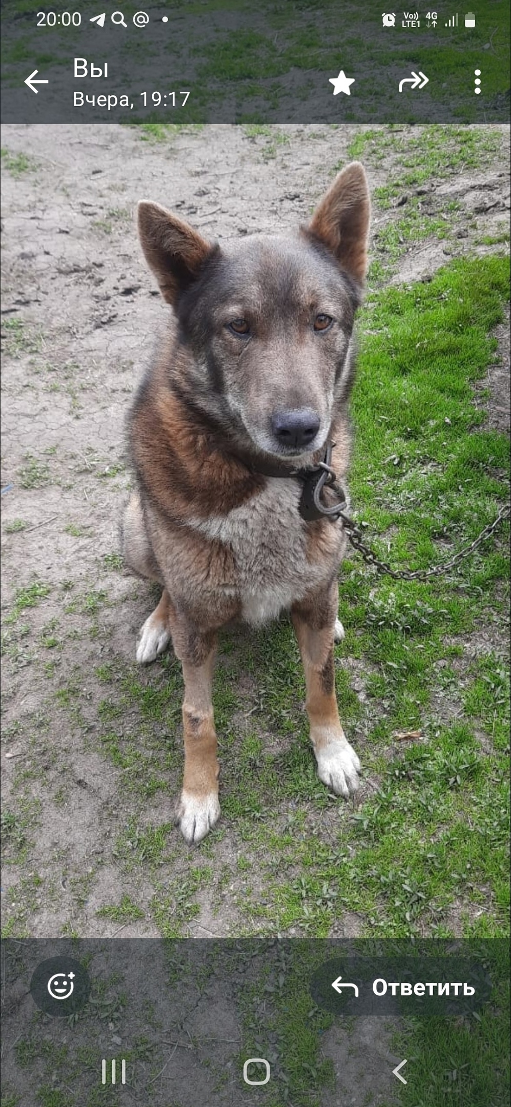Пропала собака в Красноярске — фото объявления