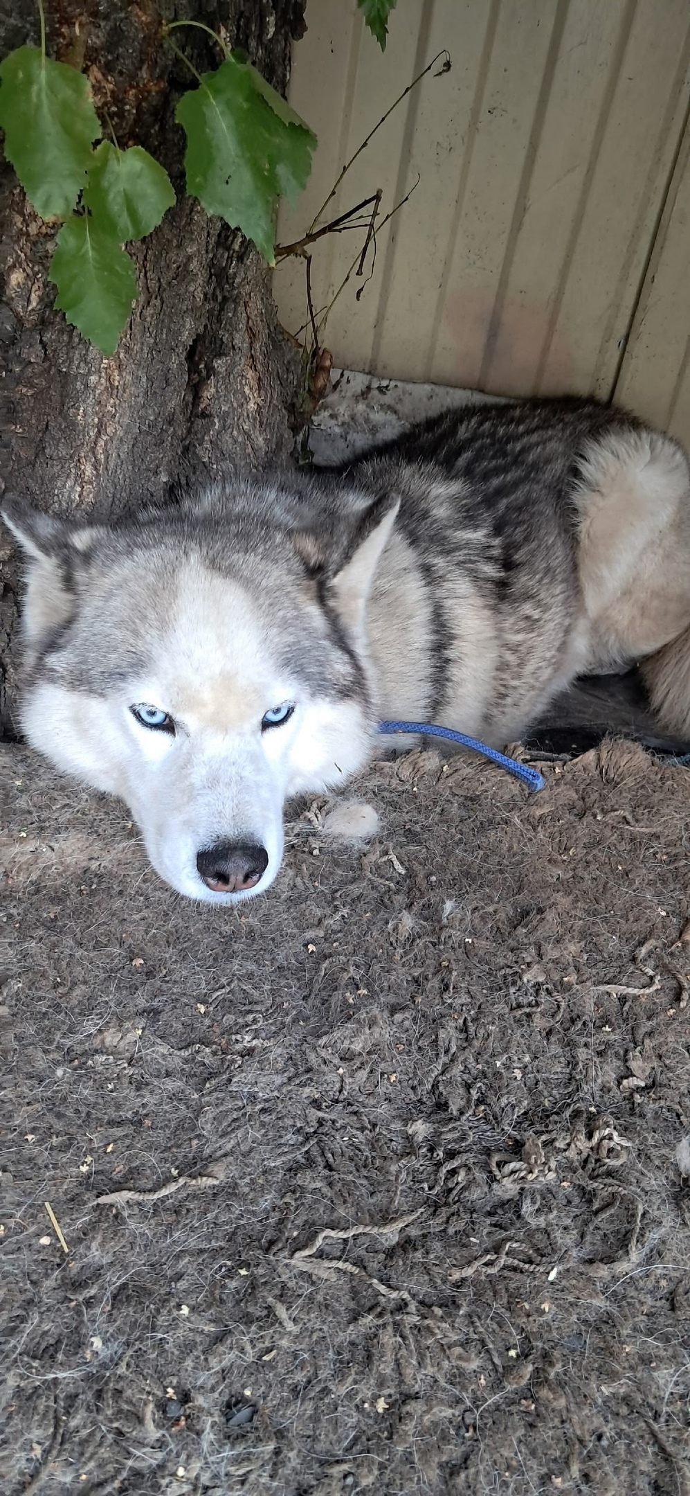 Пропала собака в Красноярске — фото объявления