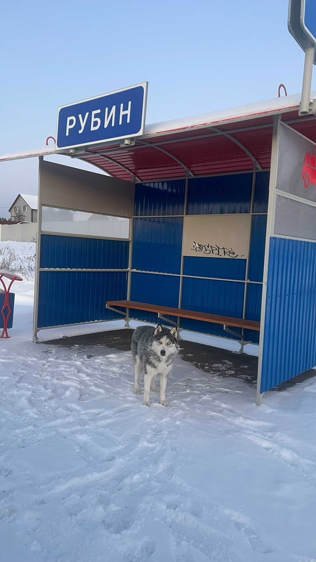 Найдена собака в Красноярске — фото объявления