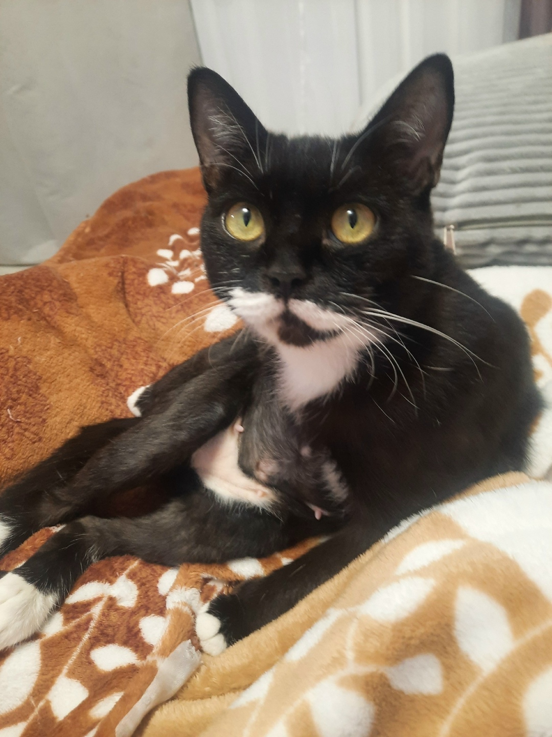 Найдена кошка в Красноярске — фото объявления