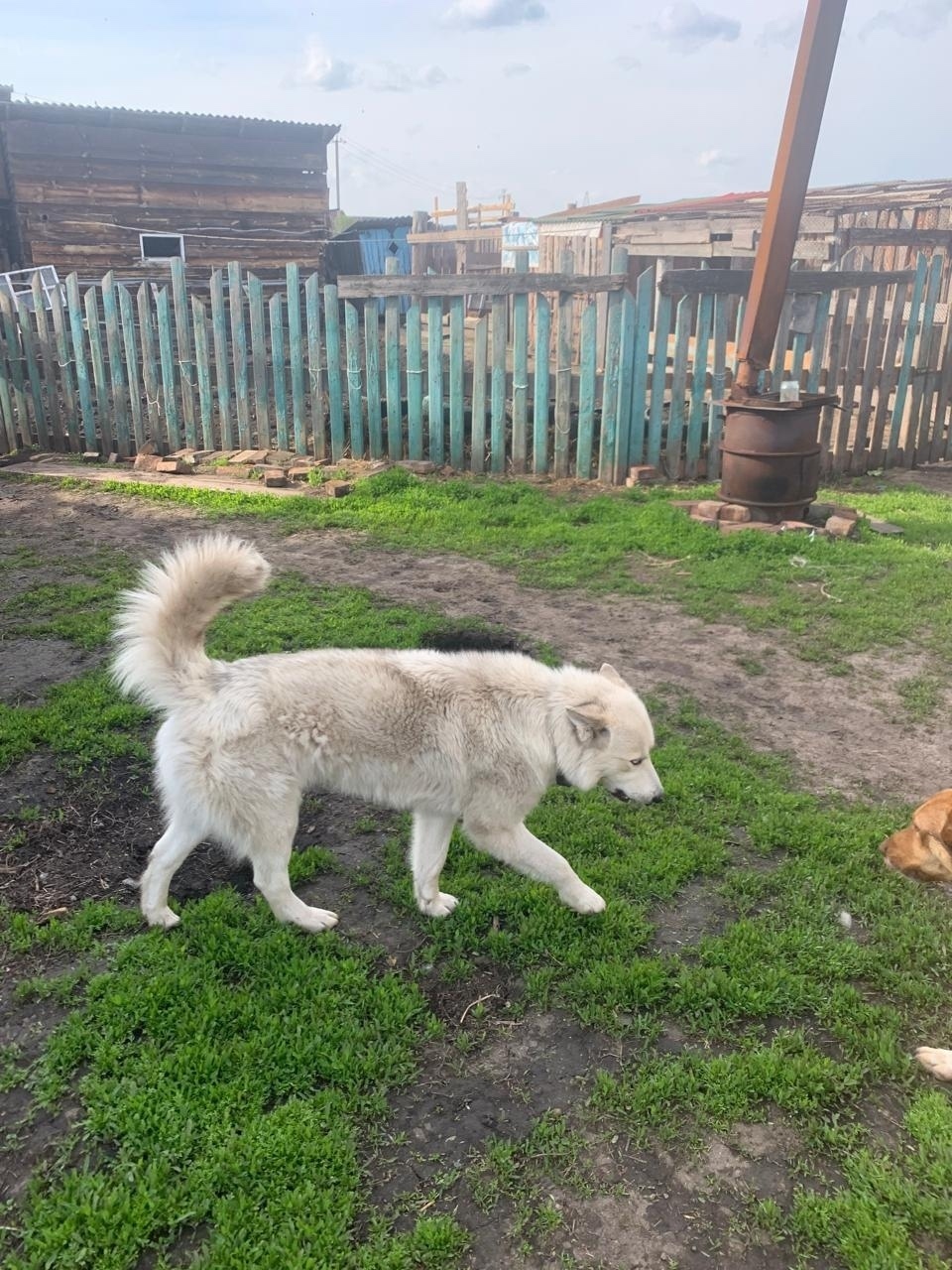 Пропала собака в Красноярске — фото объявления