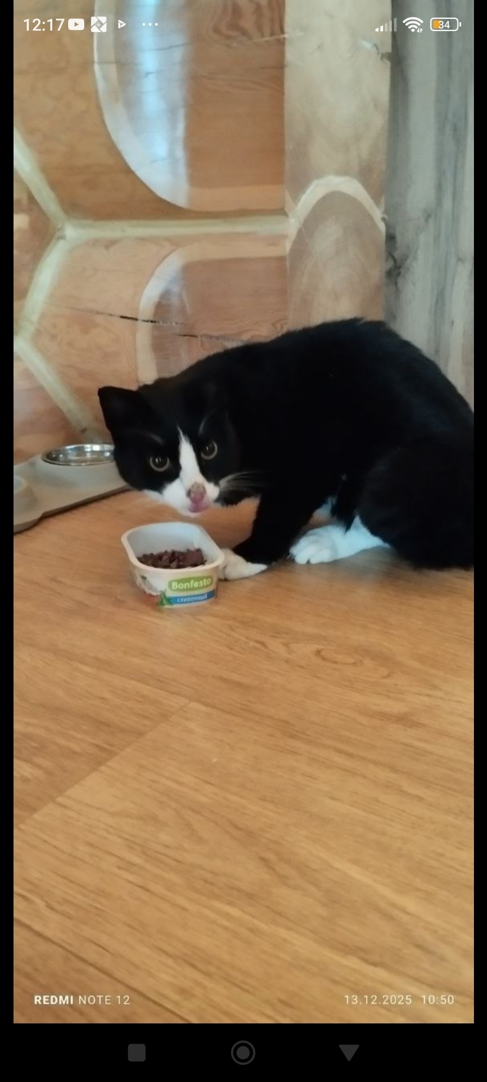 Найдена кошка в Красноярске — фото объявления