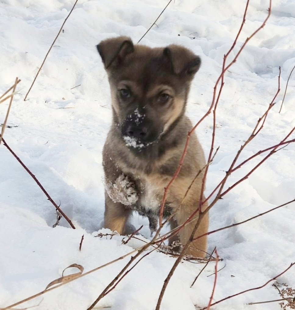 Найдена собака в Красноярске — фото объявления