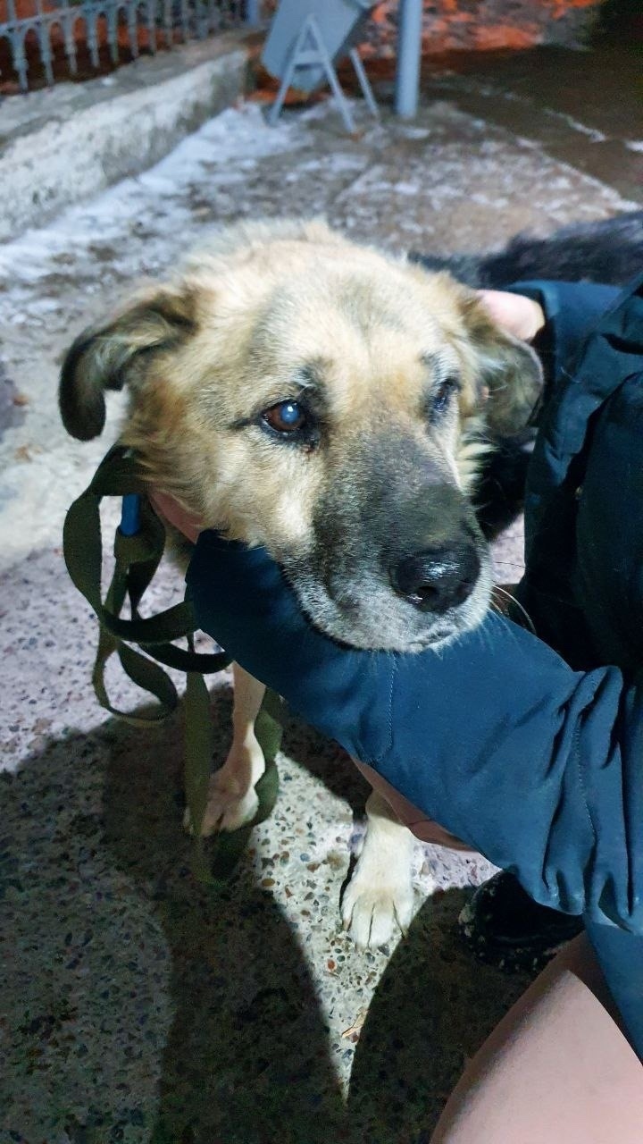 Найдена собака в Красноярске — фото объявления