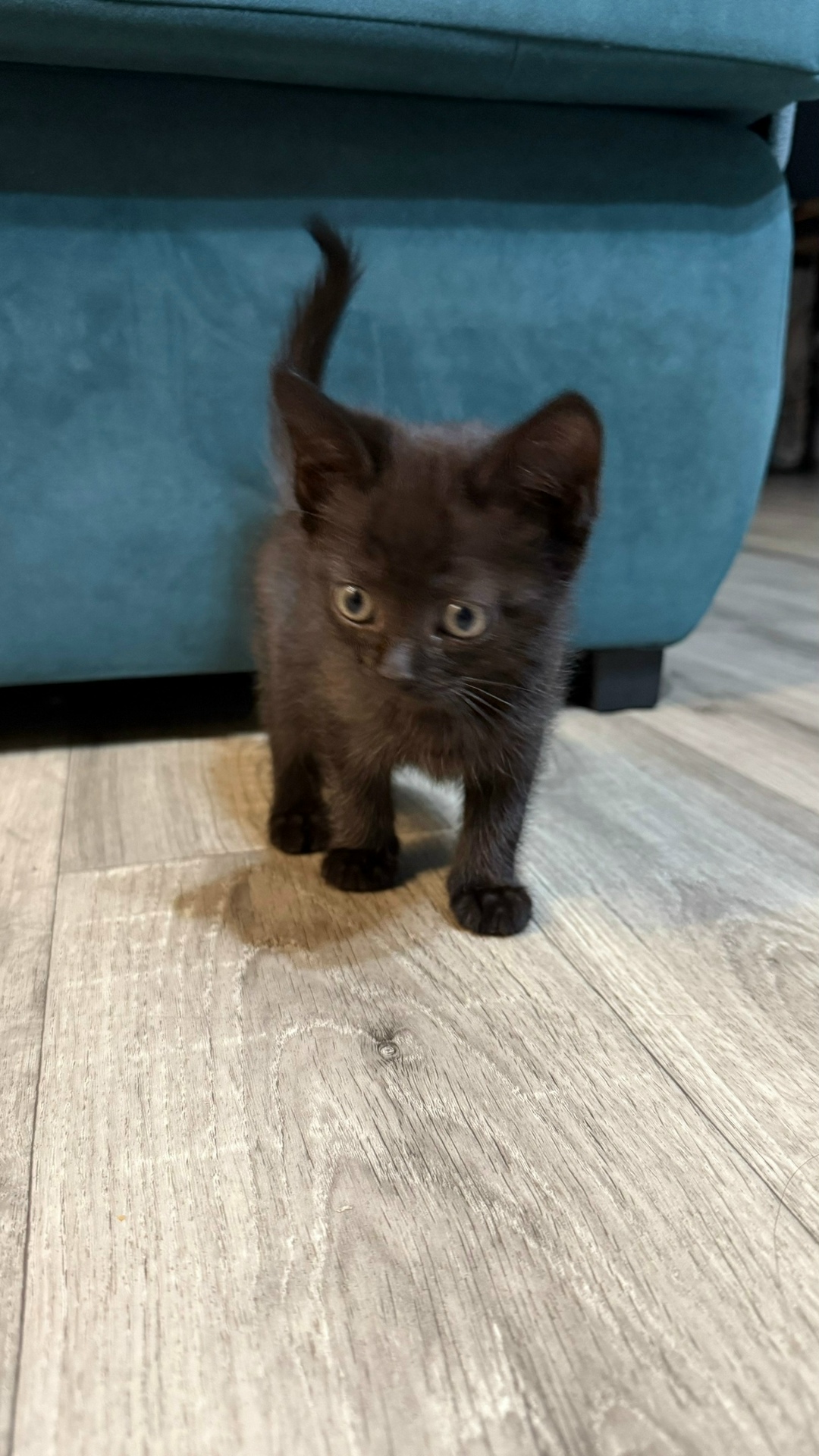 Найдена кошка в Красноярске — фото объявления