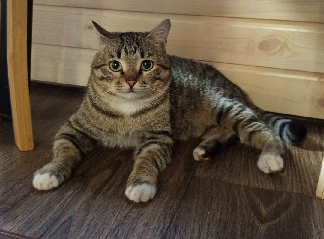 Найдена кошка в Красноярске — фото объявления