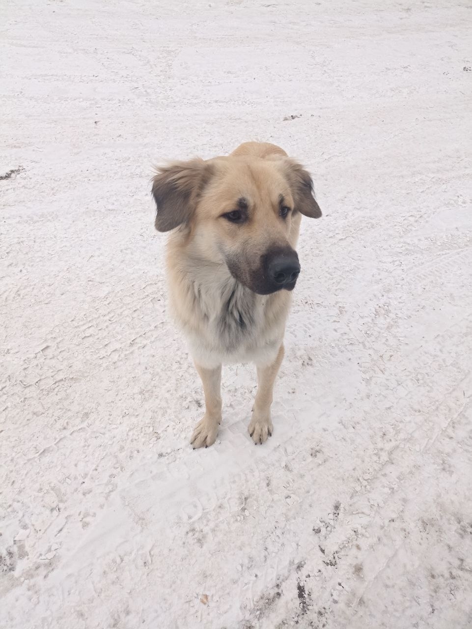 Найдена собака в Красноярске — фото объявления