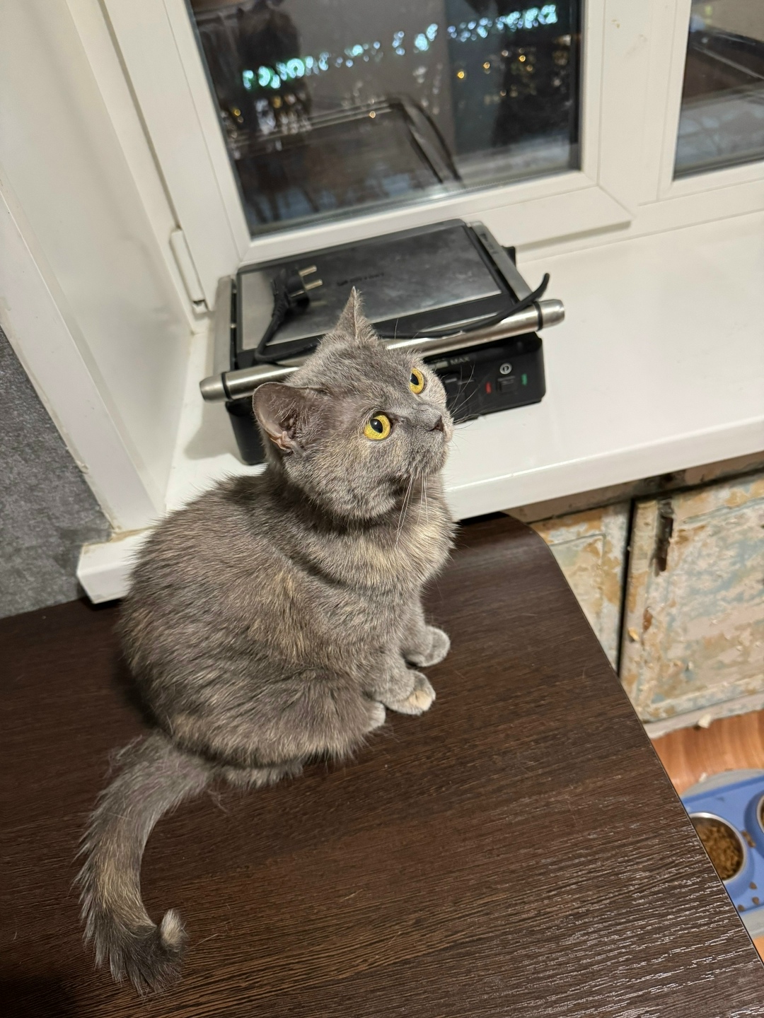 Найдена кошка в Красноярске — фото объявления