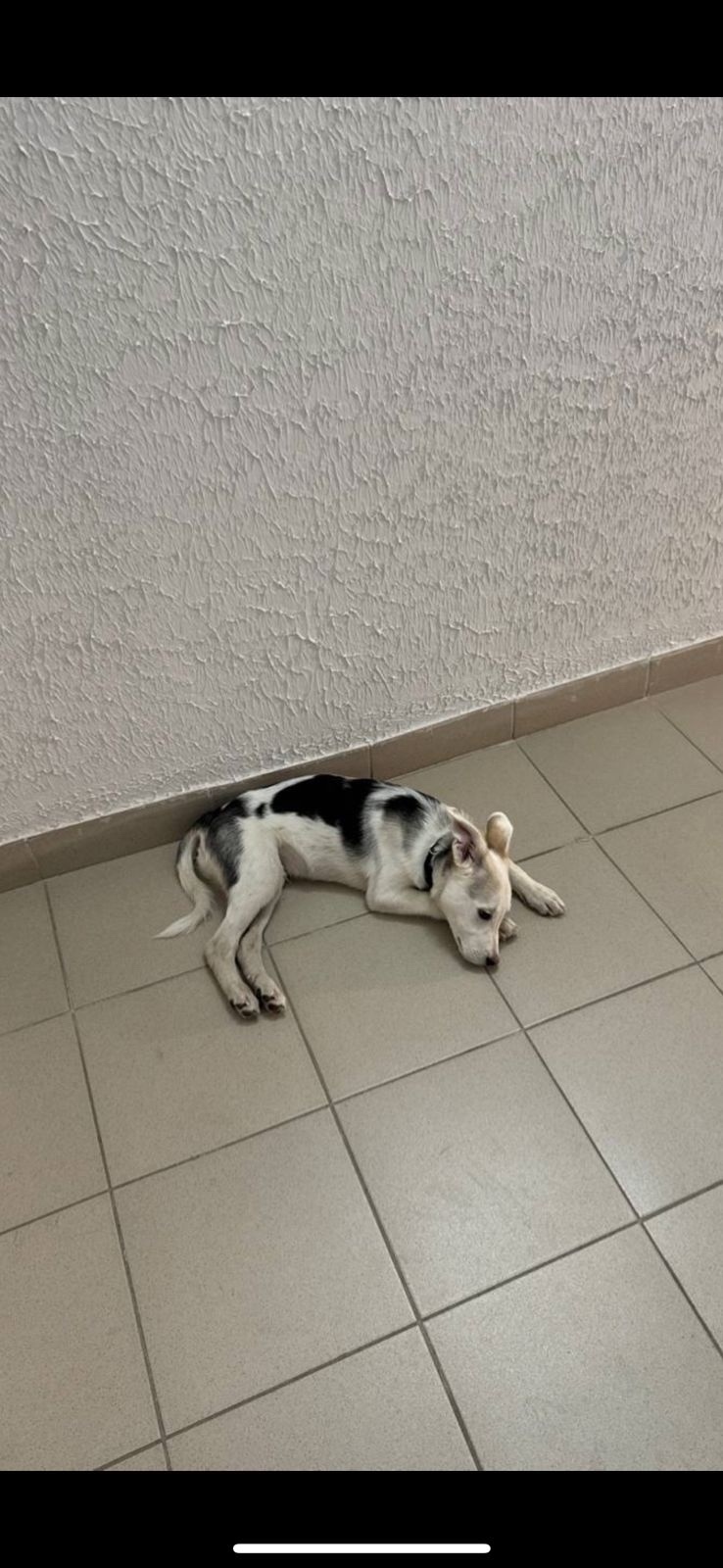 Найдена собака в Красноярске — фото объявления