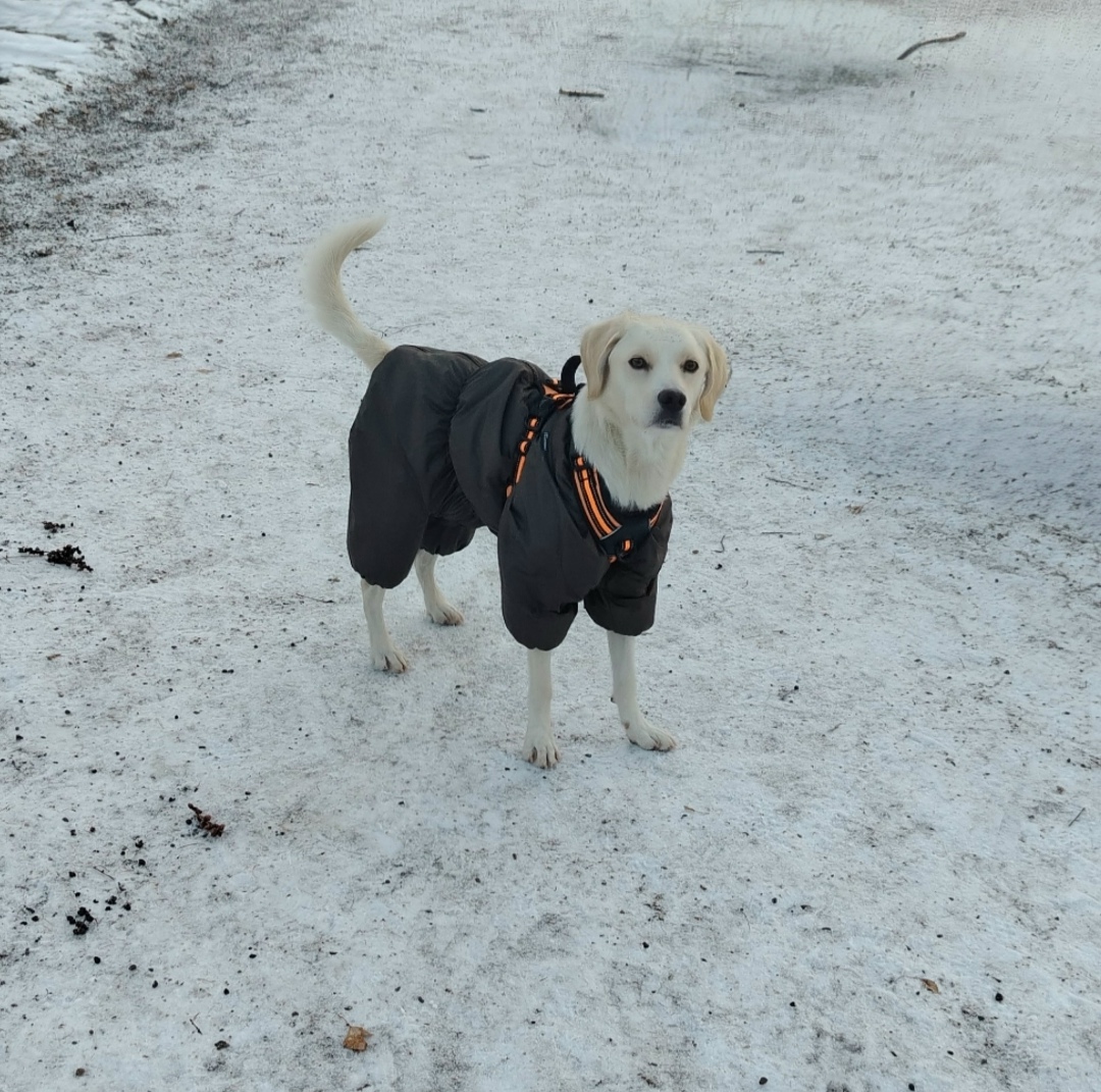 Пропала собака в Красноярске — фото объявления