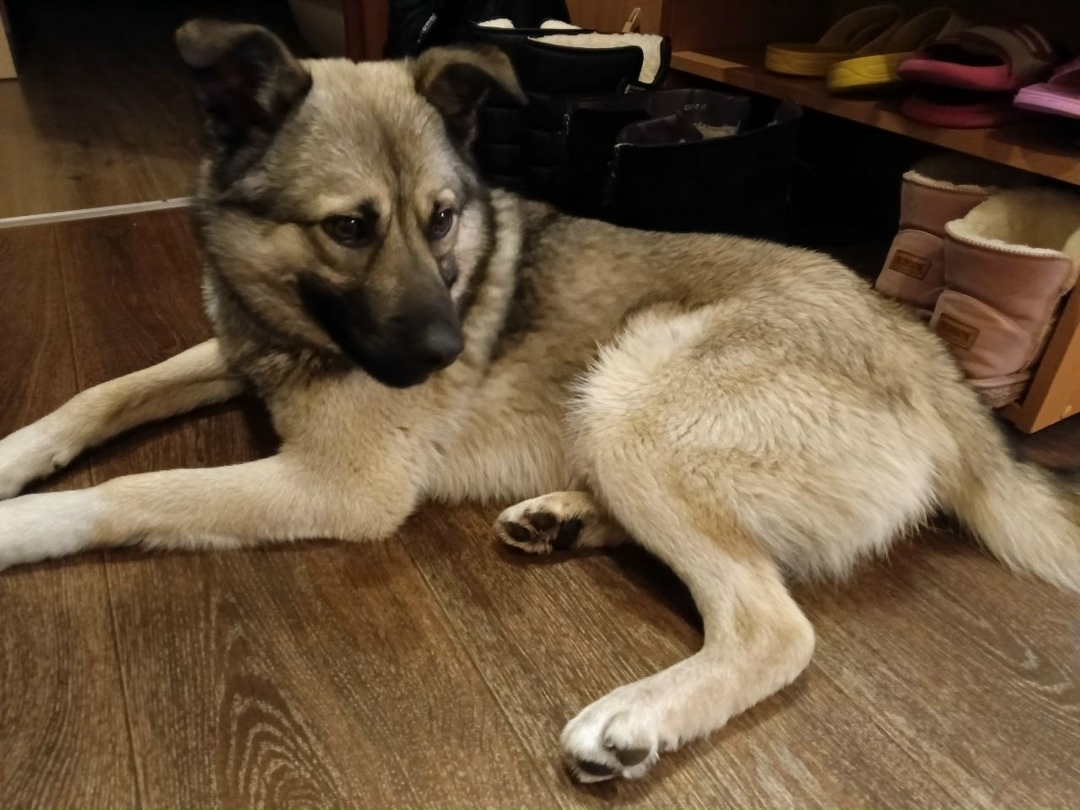 Найдена собака в Красноярске — фото объявления