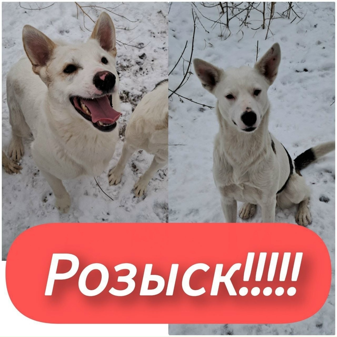 Пропала собака в Красноярске — фото объявления