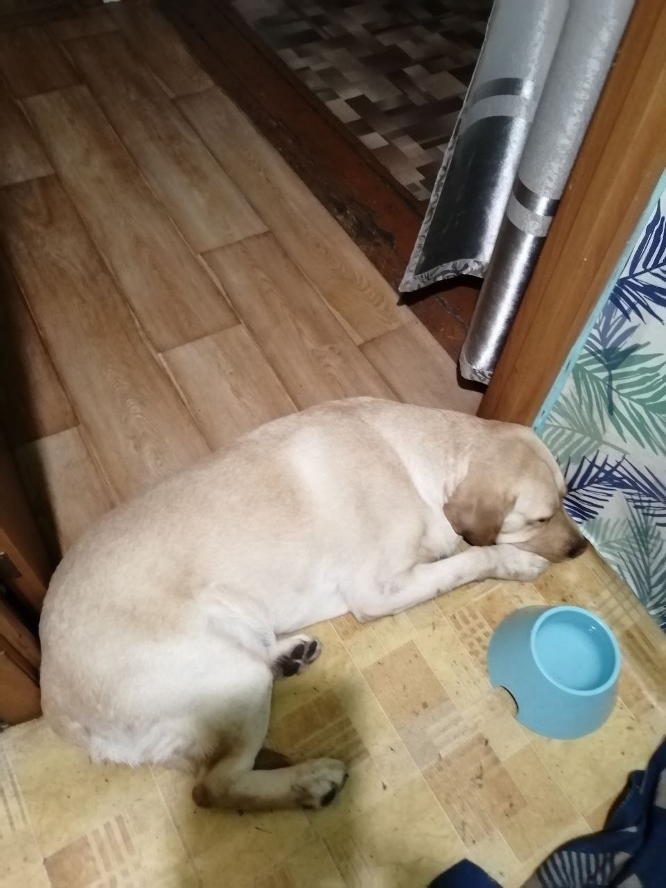 Найдена собака в Красноярске — фото объявления