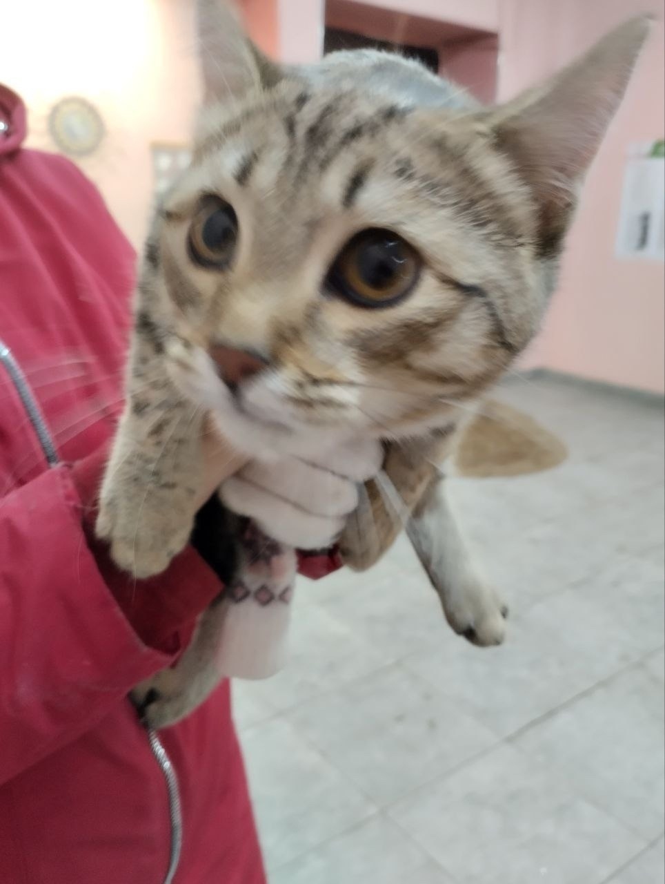 Найдена кошка в Тольятти — фото объявления