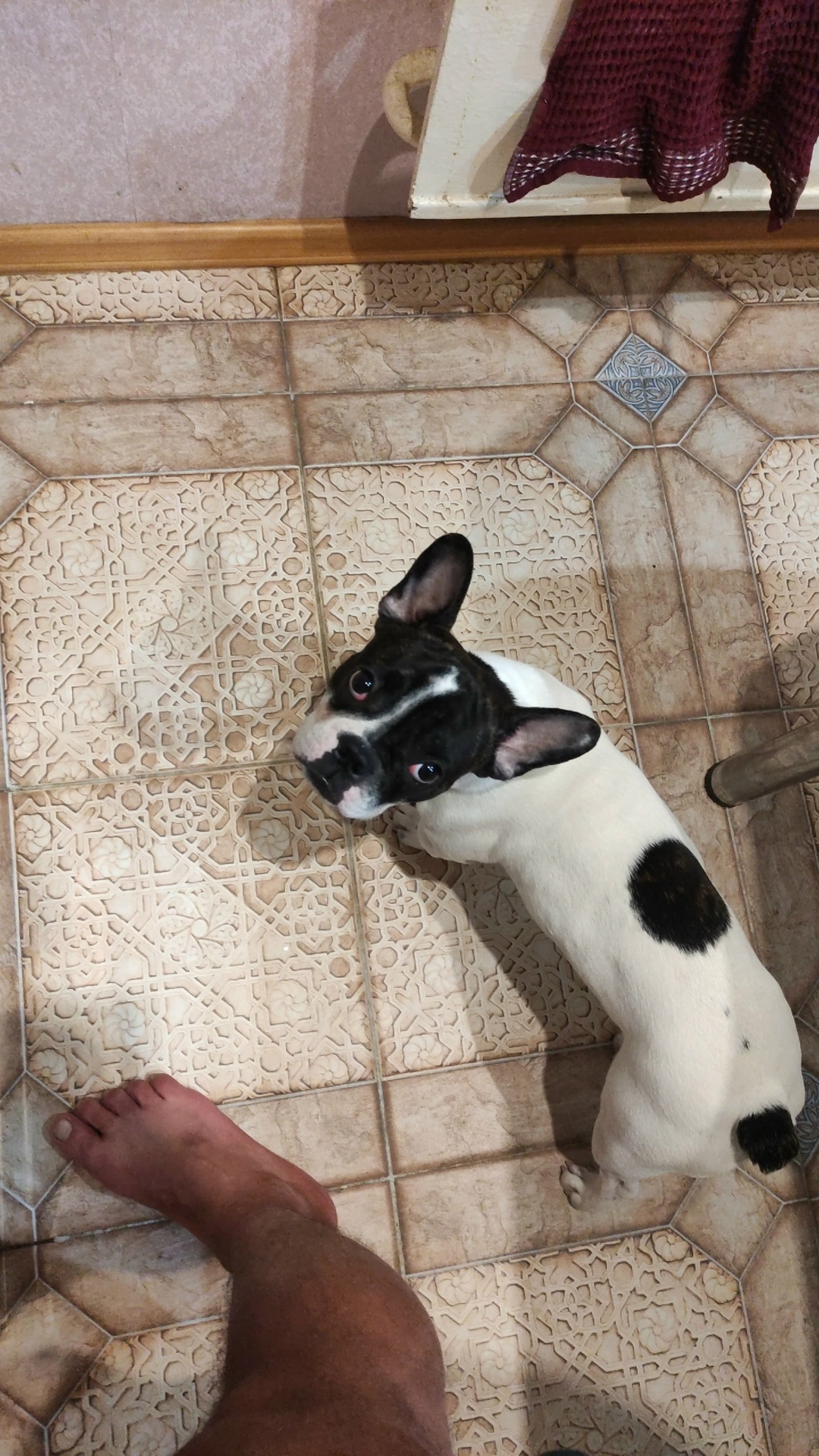 Пропала собака в Тольятти — фото объявления