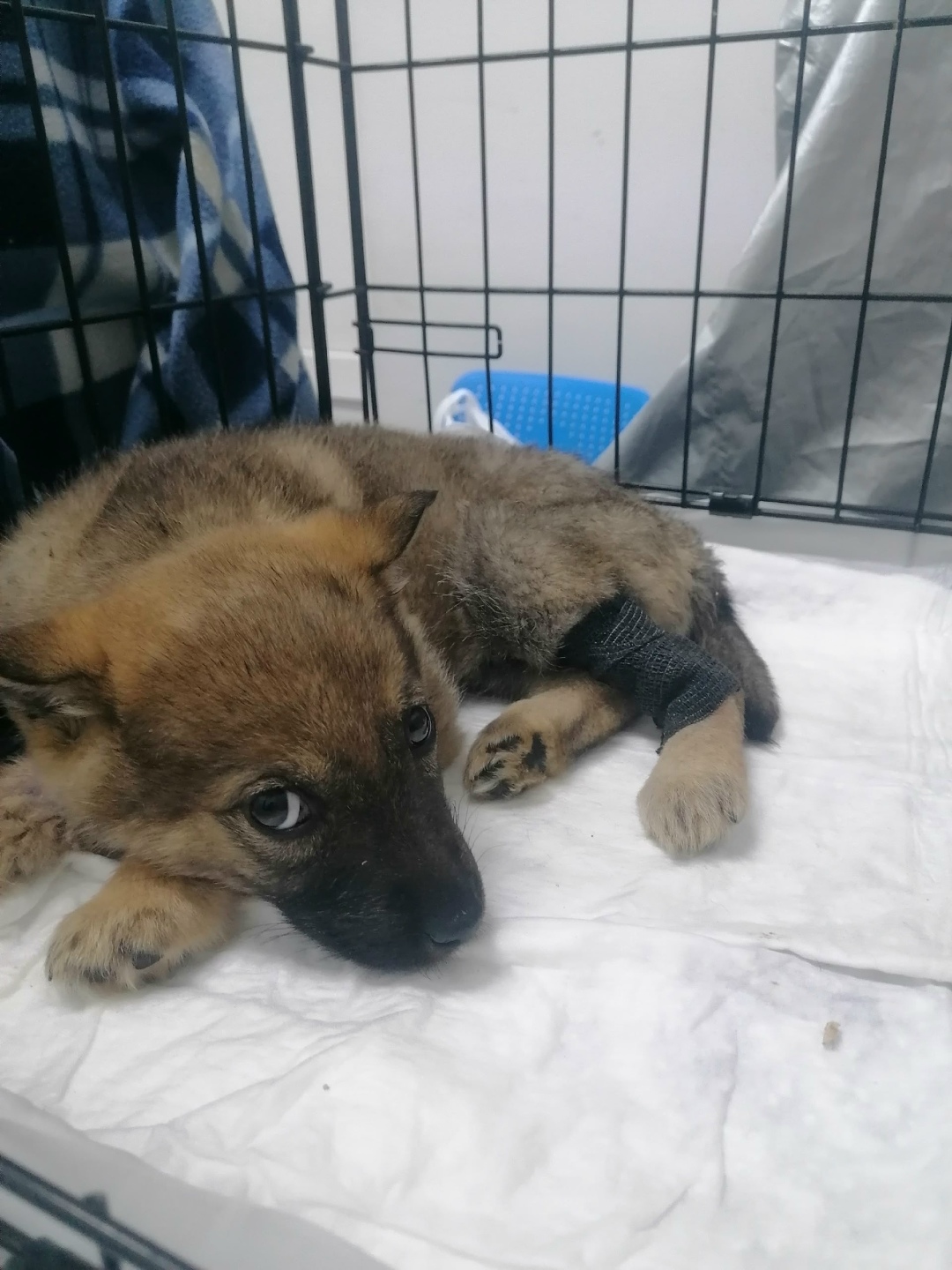 Найдена собака в Тольятти — фото объявления