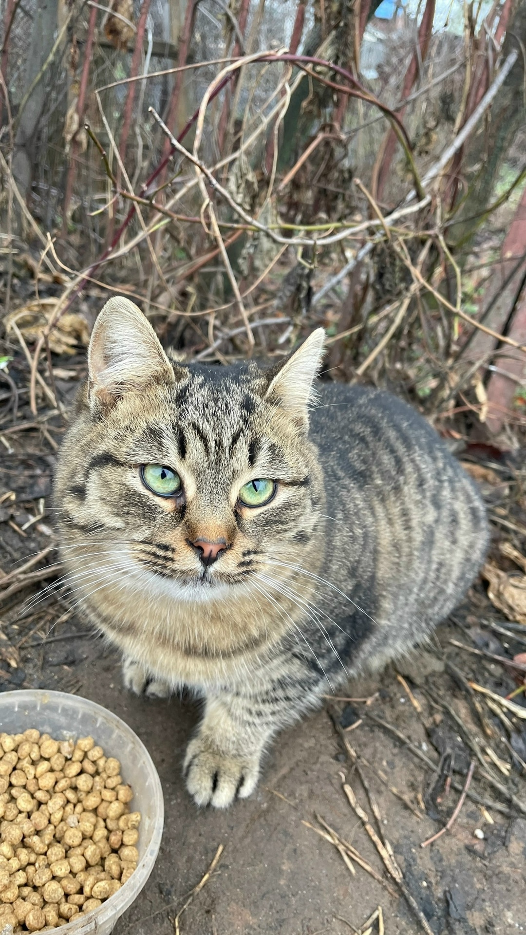 Пропала собака в Тольятти — фото объявления