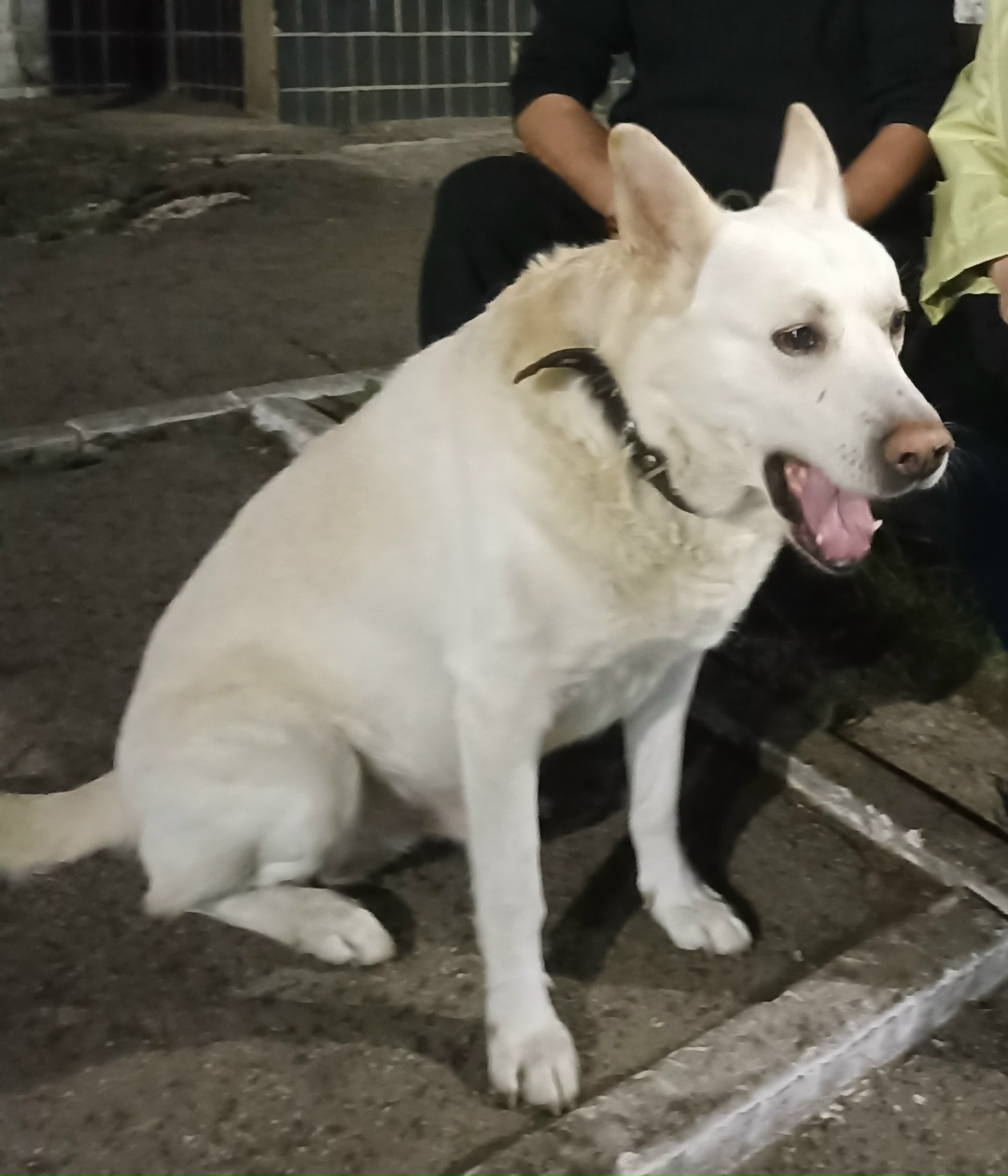 Пропала собака в Тольятти — фото объявления
