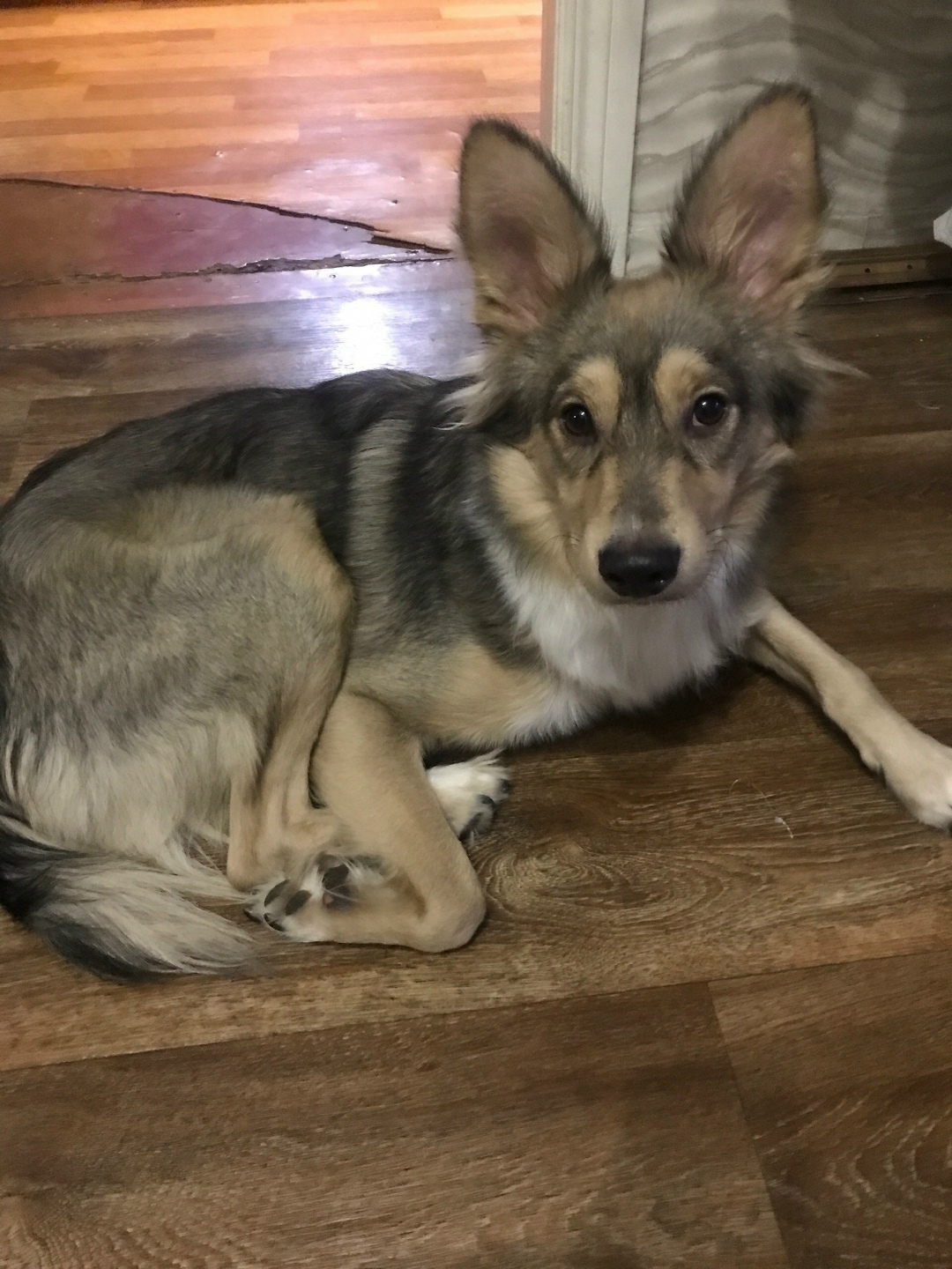 Найдена собака в Тольятти — фото объявления