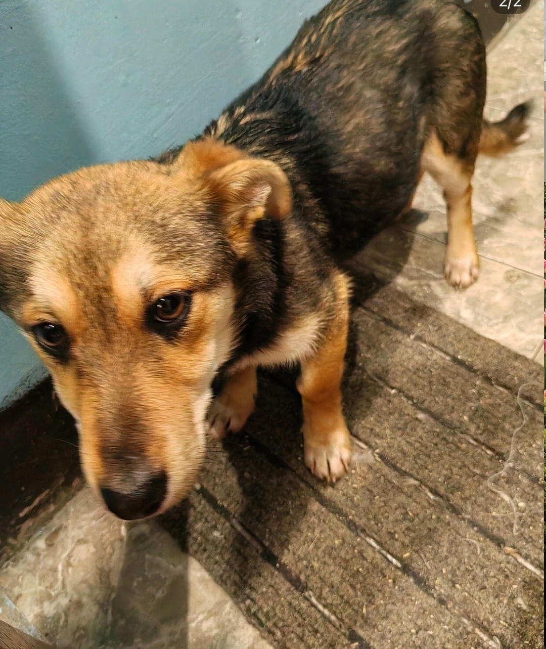 Найдена собака в Тольятти — фото объявления