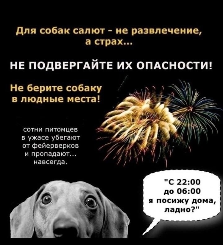 Пропала собака в Тольятти — фото объявления