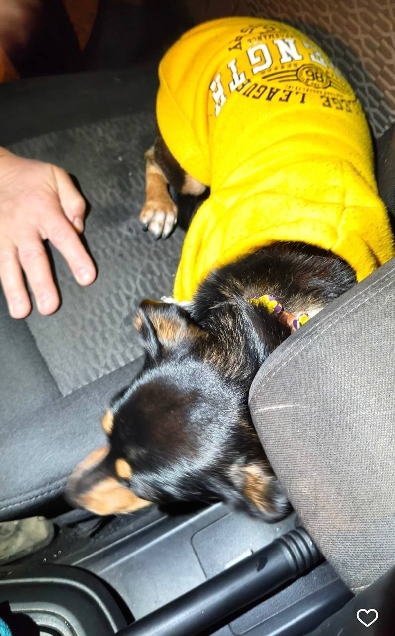 Найдена собака в Тольятти — фото объявления