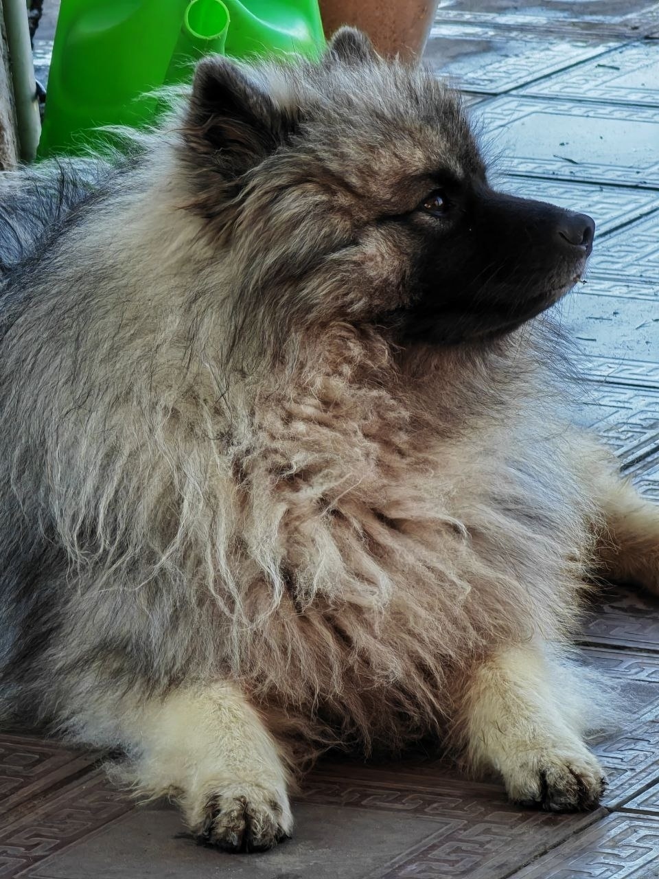 Пропала собака в Тольятти — фото объявления