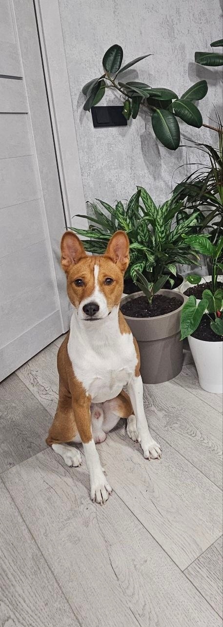 Найдена собака в Тольятти — фото объявления