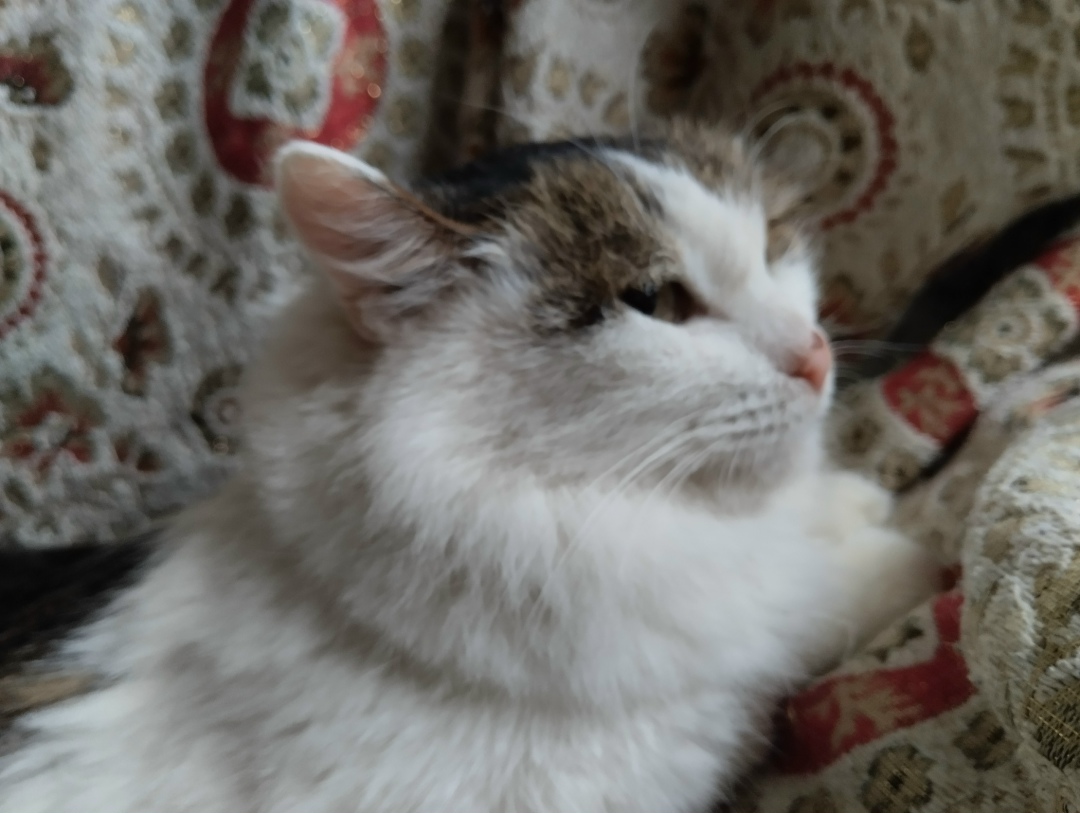 Найдена кошка в Тольятти — фото объявления