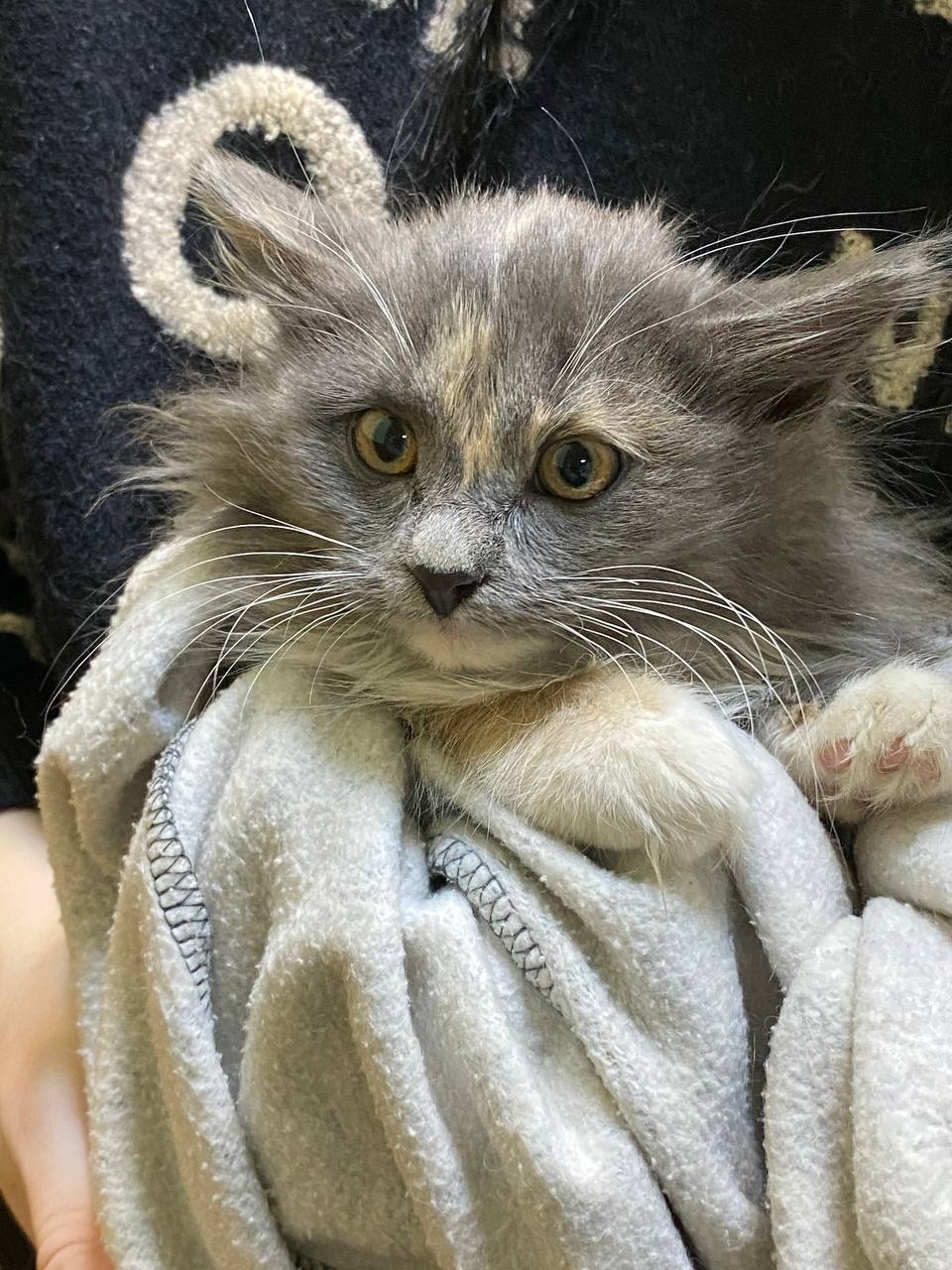 Найдена кошка в Тольятти — фото объявления