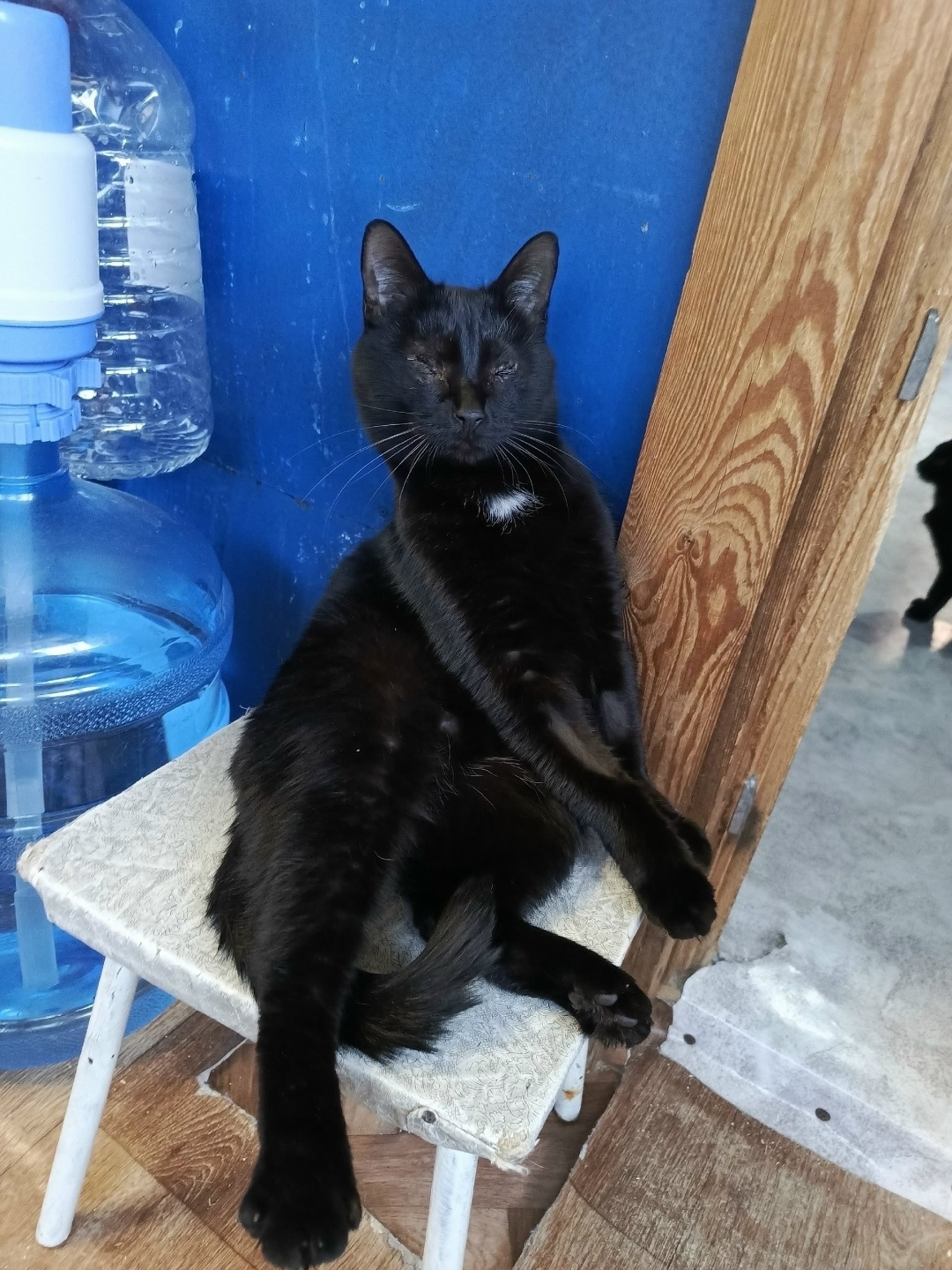 Найдена кошка в Тольятти — фото объявления