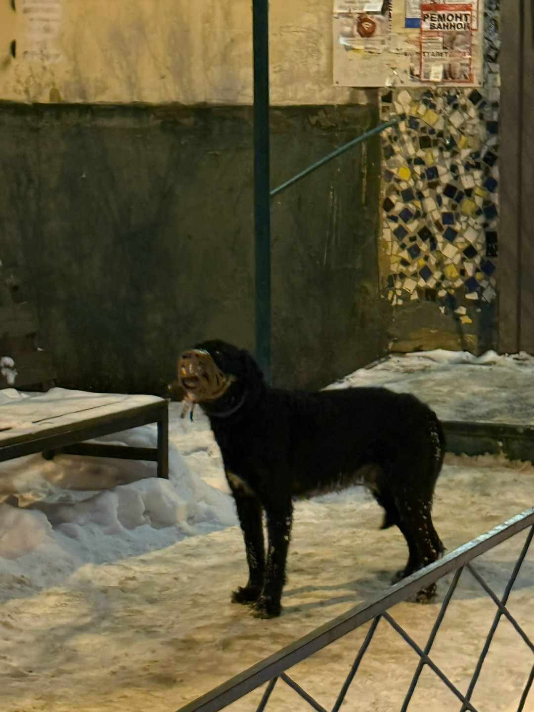 Найдена собака в Тольятти — фото объявления