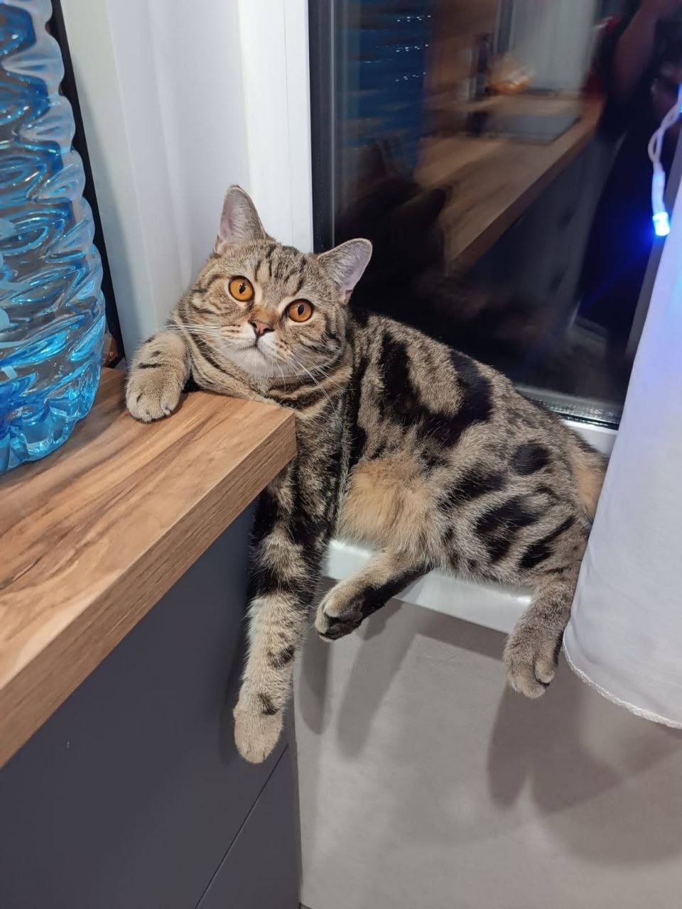 Пропала собака в Тольятти — фото объявления