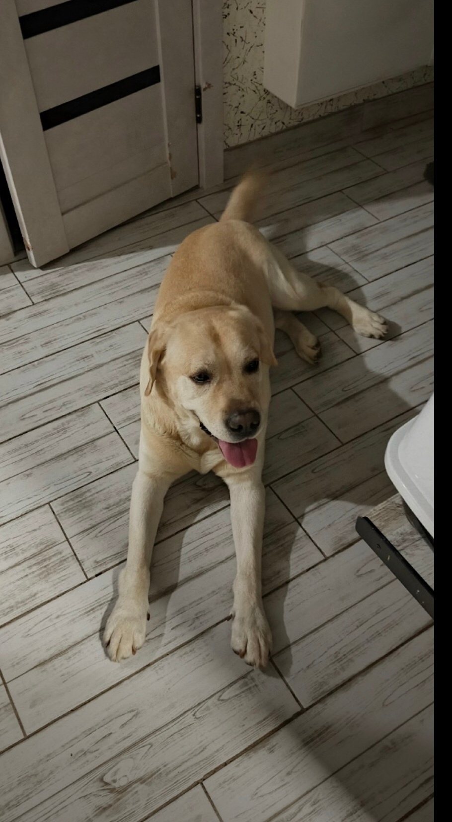 Найдена собака в Тольятти — фото объявления